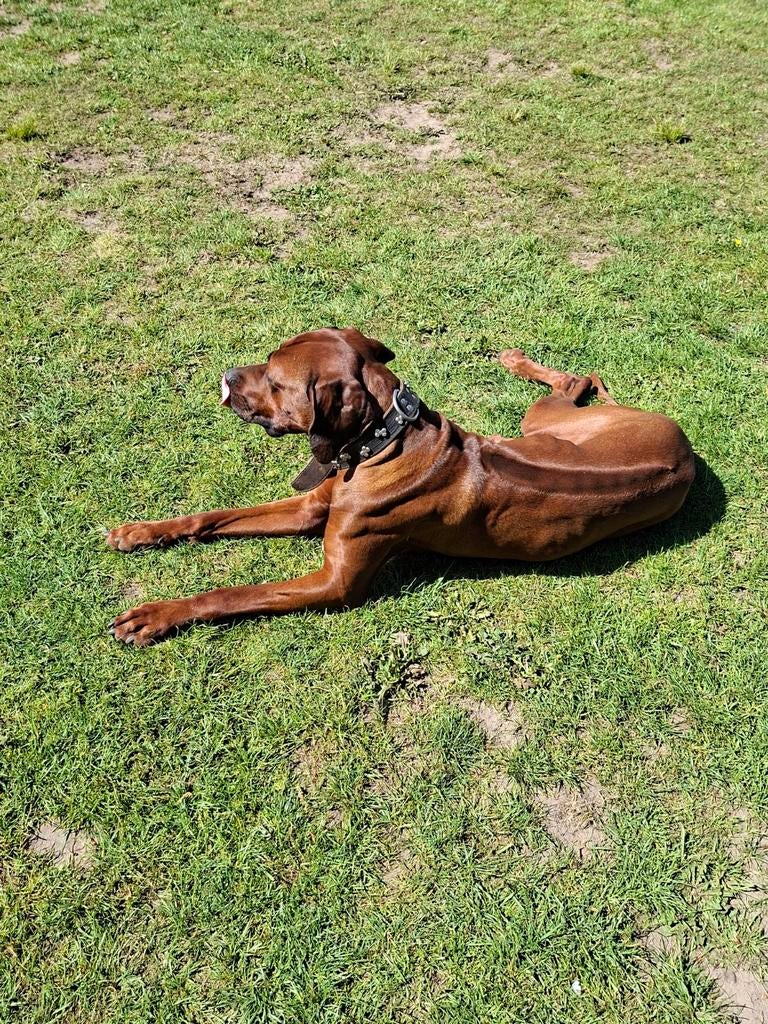 Dekreu Rhodesian Ridgeback, prachtige reu met stamboom, Reu, 1 tot 2 jaar, Parvo, Meerdere