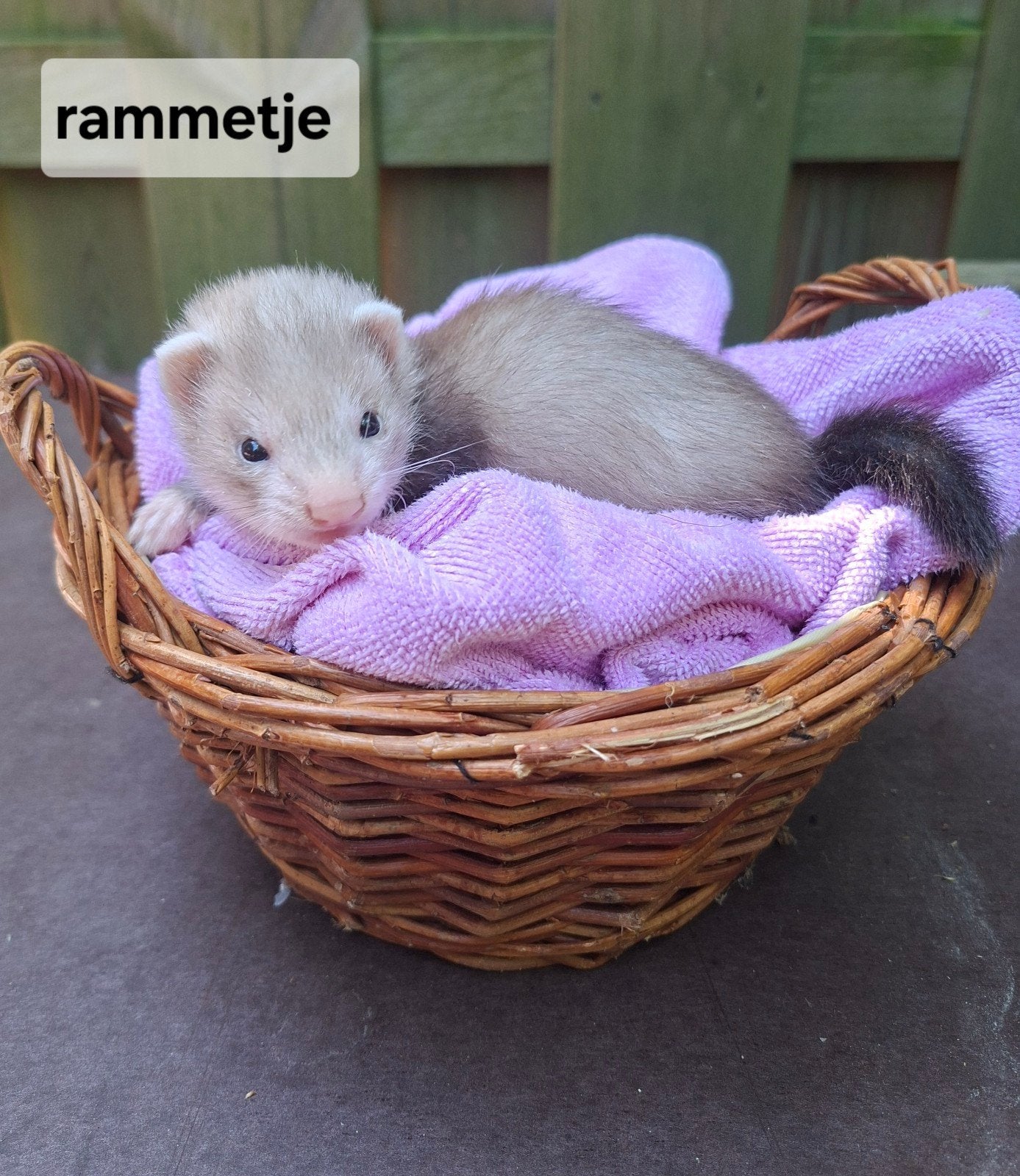 Frettenpups, Dieren en Toebehoren, Mei, Meerdere dieren