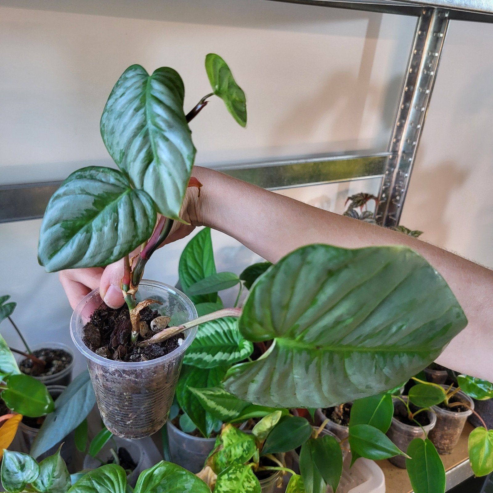 Philodendron sodiroi, Huis en Inrichting, Kamerplanten, Ophalen of Verzenden, Halfschaduw, Minder dan 100 cm