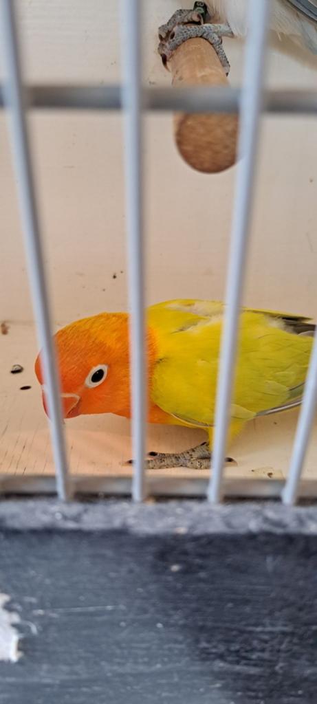 Agapornis Ficheri  jong voor tam, Geslacht onbekend, Dwergpapegaai of Agapornis