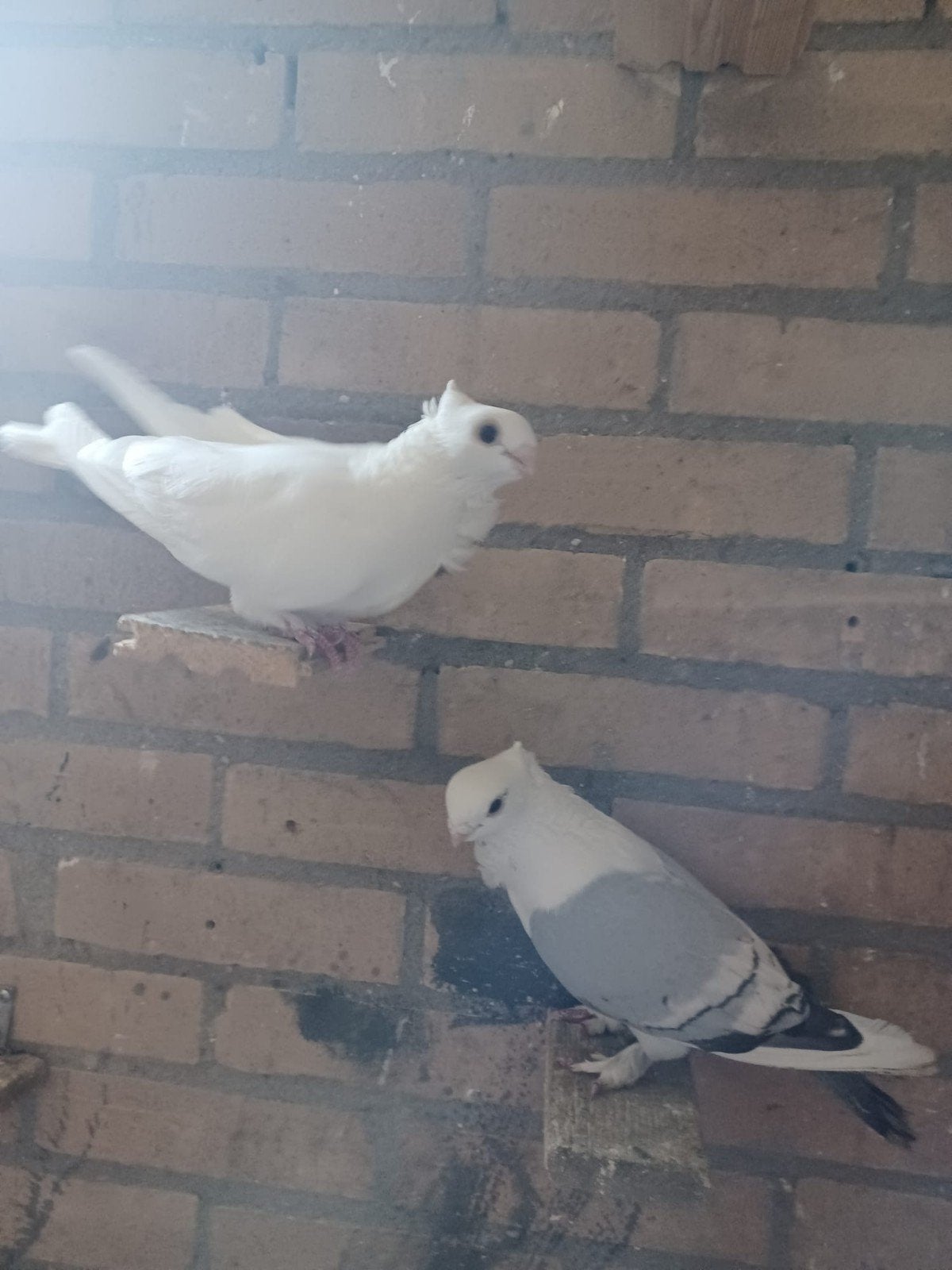 Koppel oosterse meeuwen, Meerdere dieren, Overige soorten