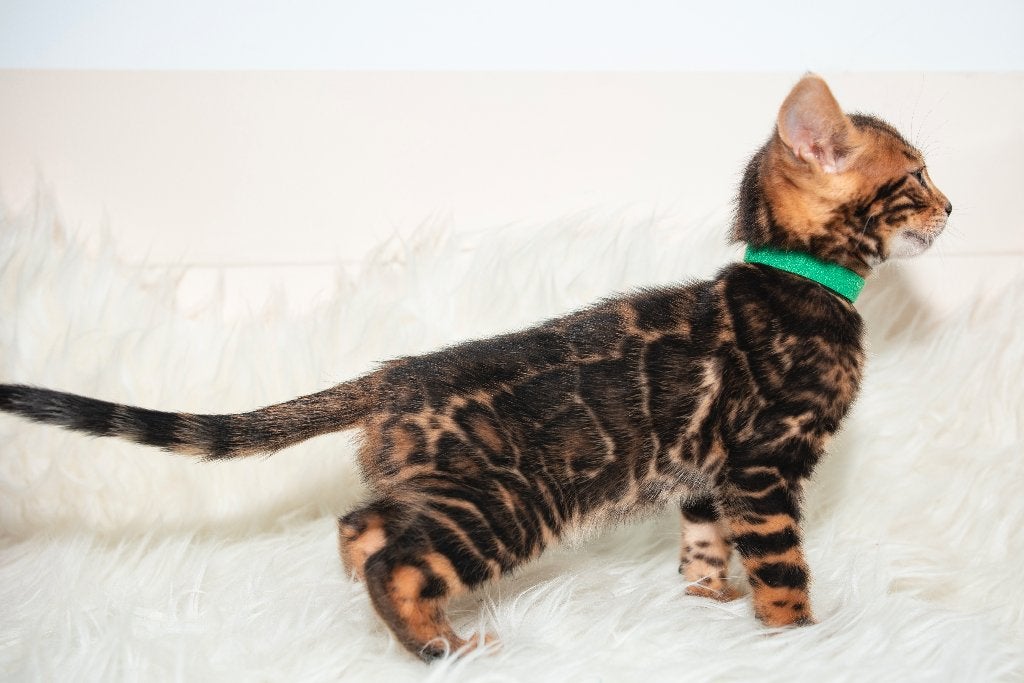 Prachtige, contrasterende Bengaalse kittens, Meerdere dieren, Met stamboom, 0 tot 2 jaar