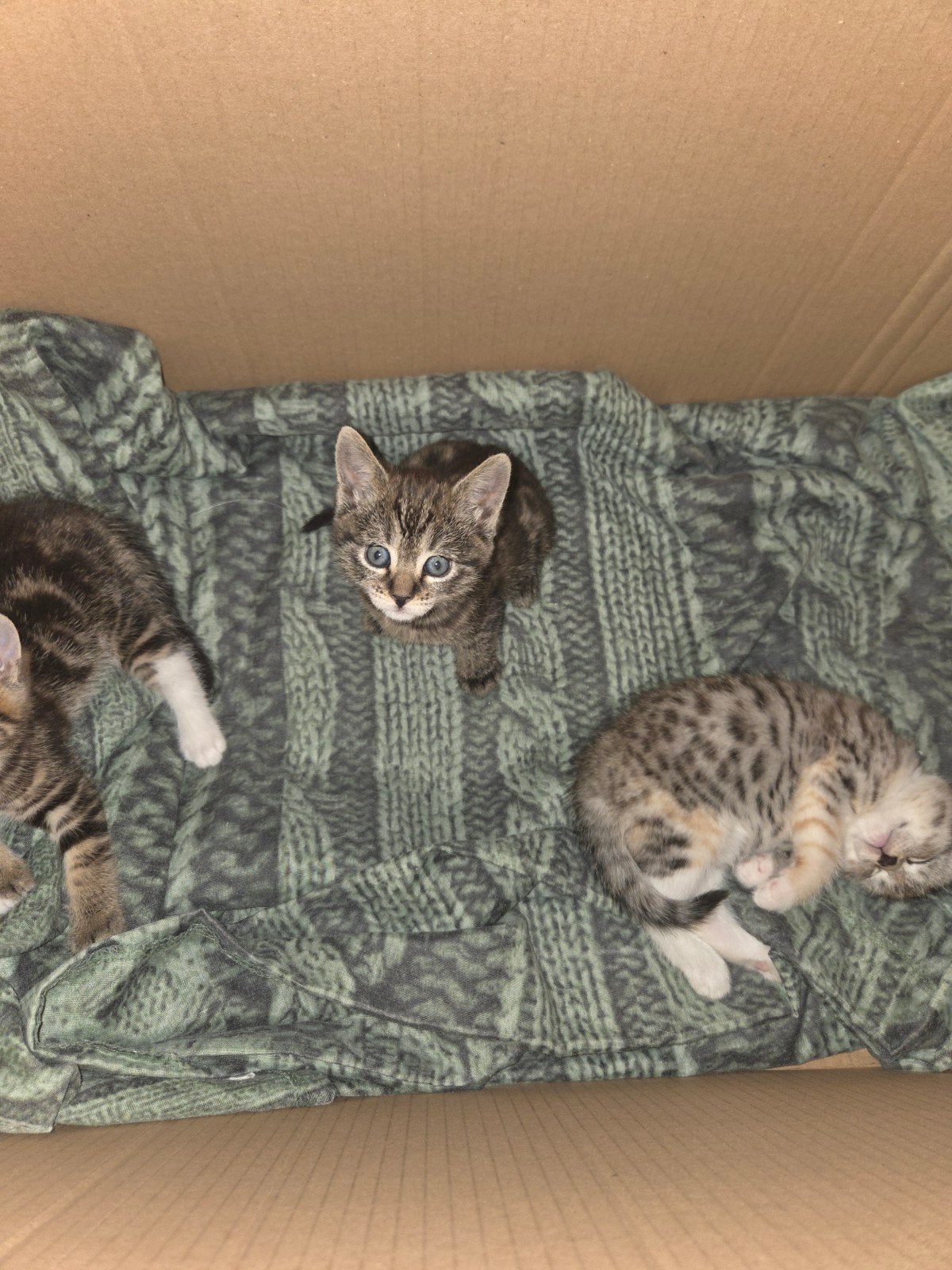 Kittens te koop, Ophalen, Nieuw, Overige