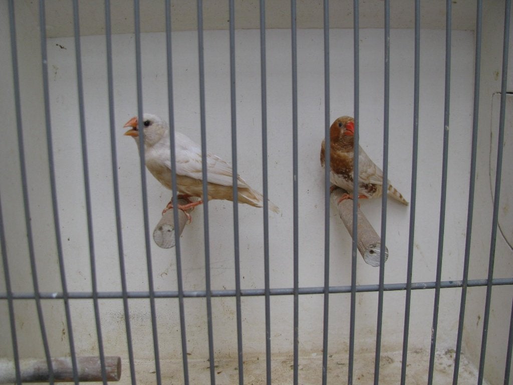 koppel oranjeborst zwartborst isabel bruin zebravinken, Dieren en Toebehoren, Vogels | Overige Vogels, Meerdere dieren