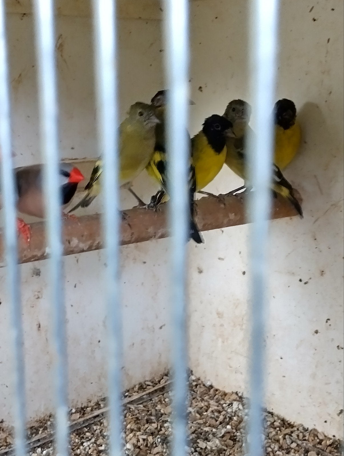 zwartkop sijs ruilen, Meerdere dieren