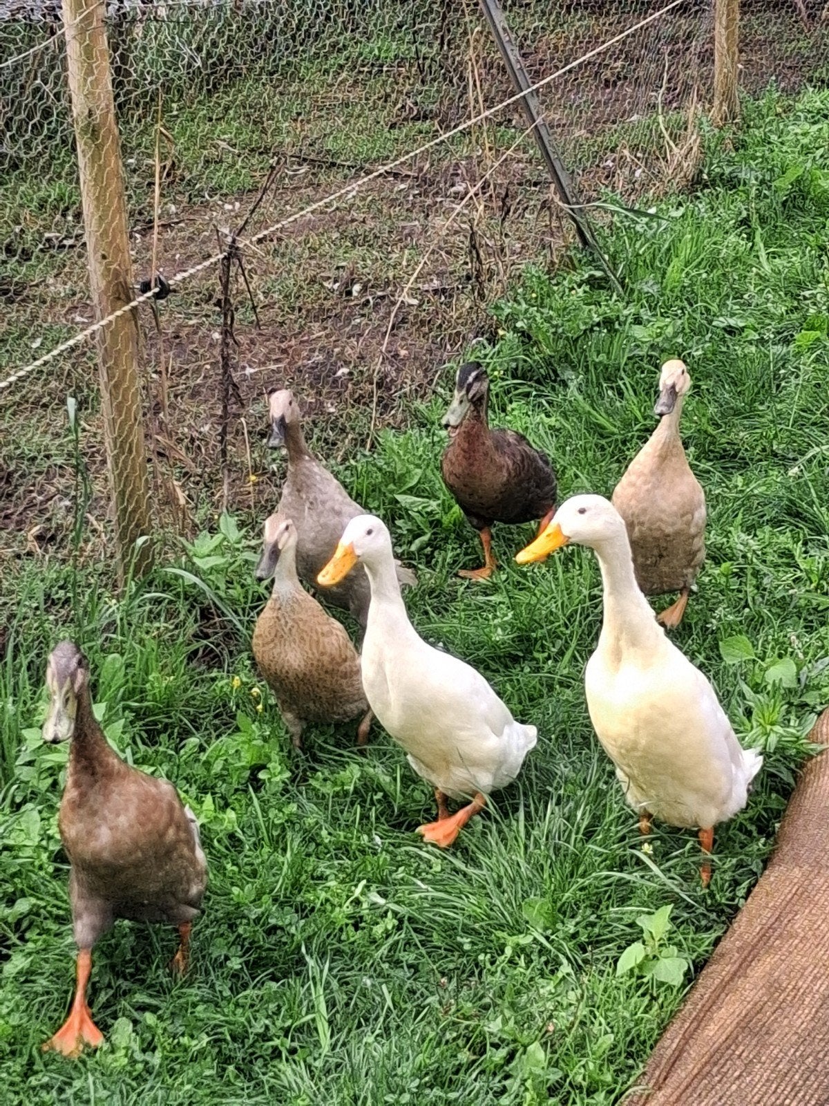 Indische loopeenden - vrouwtjes en mannetjes, Dieren en Toebehoren, Meerdere dieren, Eend