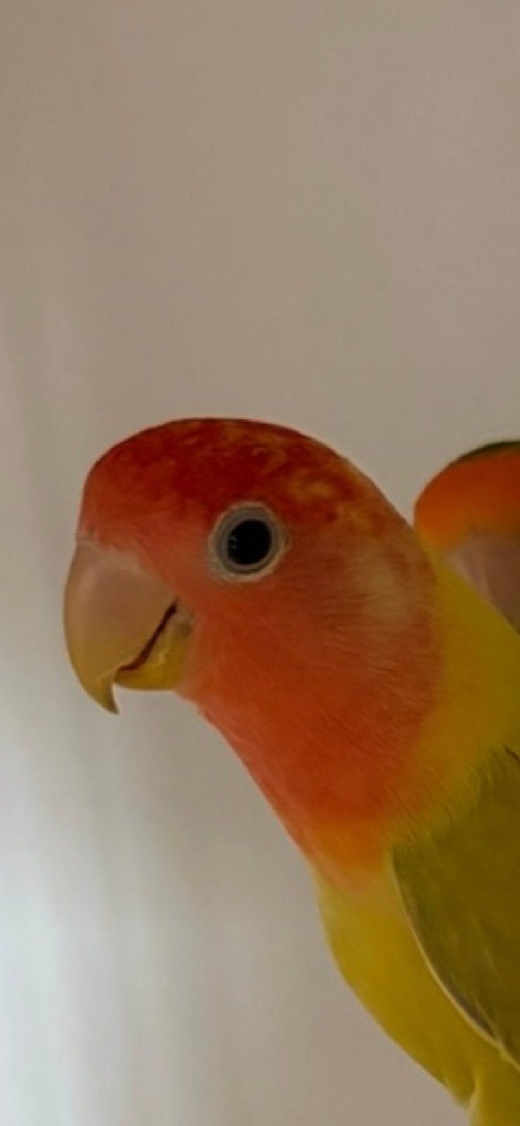 Agapornis Roseicollis Pop 2jr oud, niet tam., Dieren en Toebehoren, Vrouwelijk, Dwergpapegaai of Agapornis, Tam