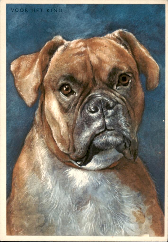 Voor het kind, boxer, H. Rol, Verzenden, 1960 tot 1980, Gelopen, Overige thema's