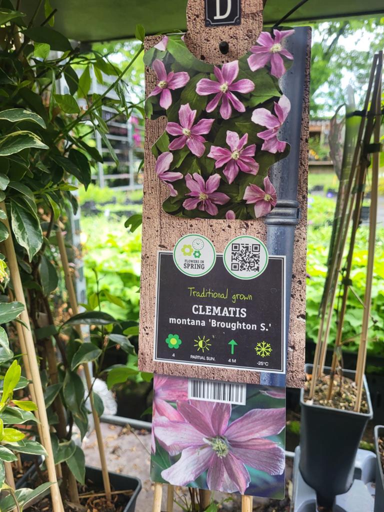 Groot assortiment klimplanten, Ophalen of Verzenden, Overige soorten, Volle zon