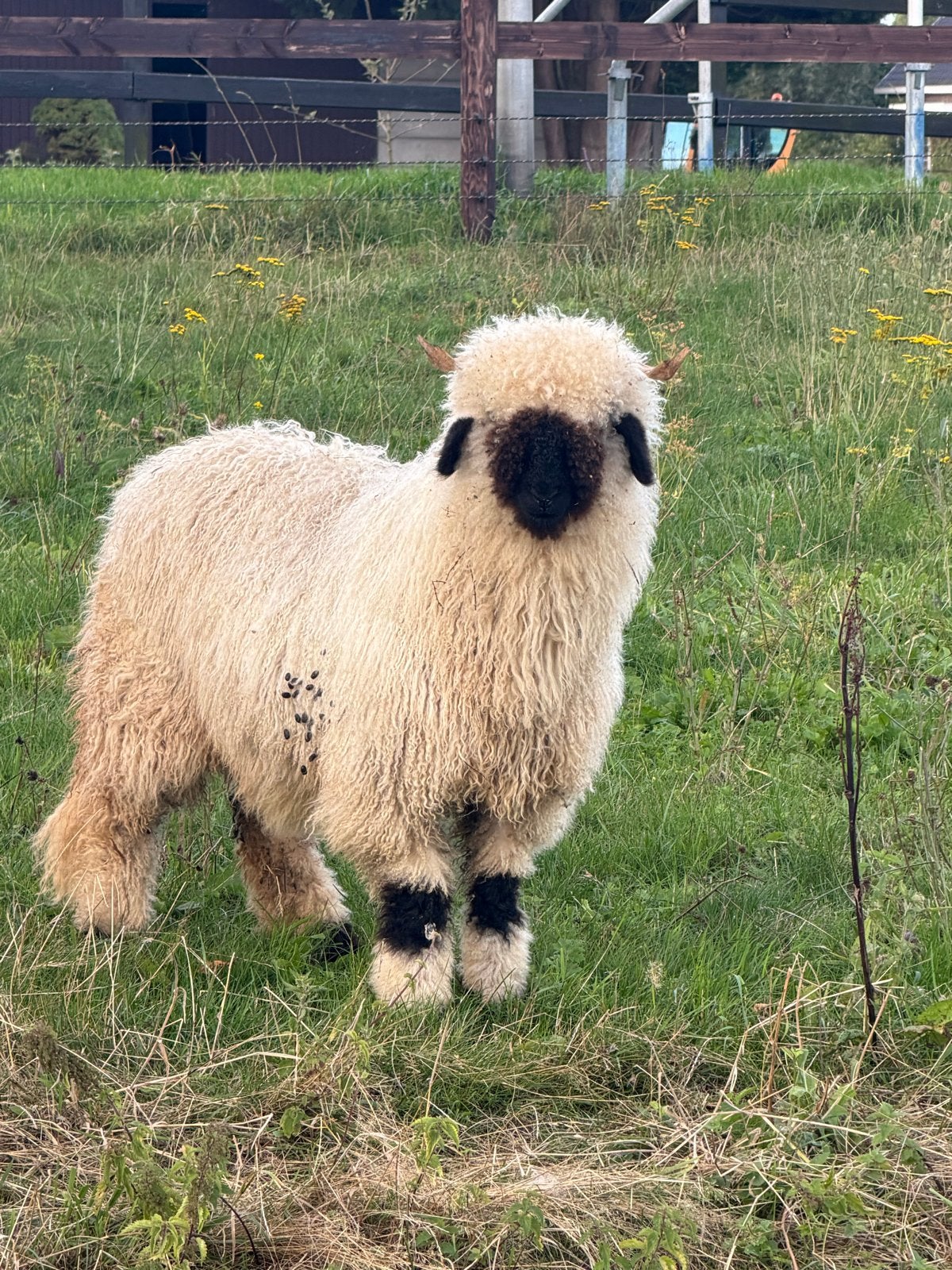 Wallisser swarchnase ooi, Dieren en Toebehoren