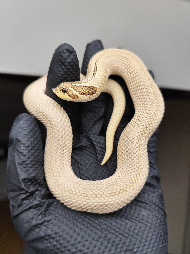 1.0 Heterodon nasicus - het snow Hognose Snake - male for sale from MedusaRoyals