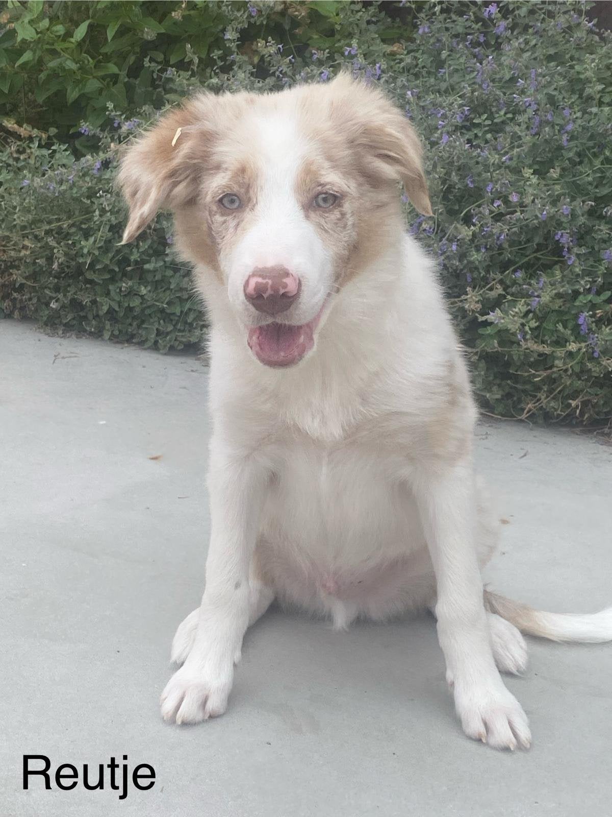 Border collie, Dieren en Toebehoren, België, 8 tot 15 weken, Collie, Parvo