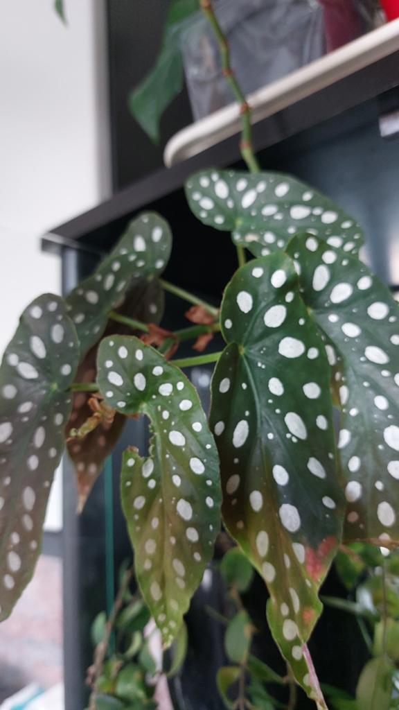 Begonia, Ophalen of Verzenden, Halfschaduw, Minder dan 100 cm