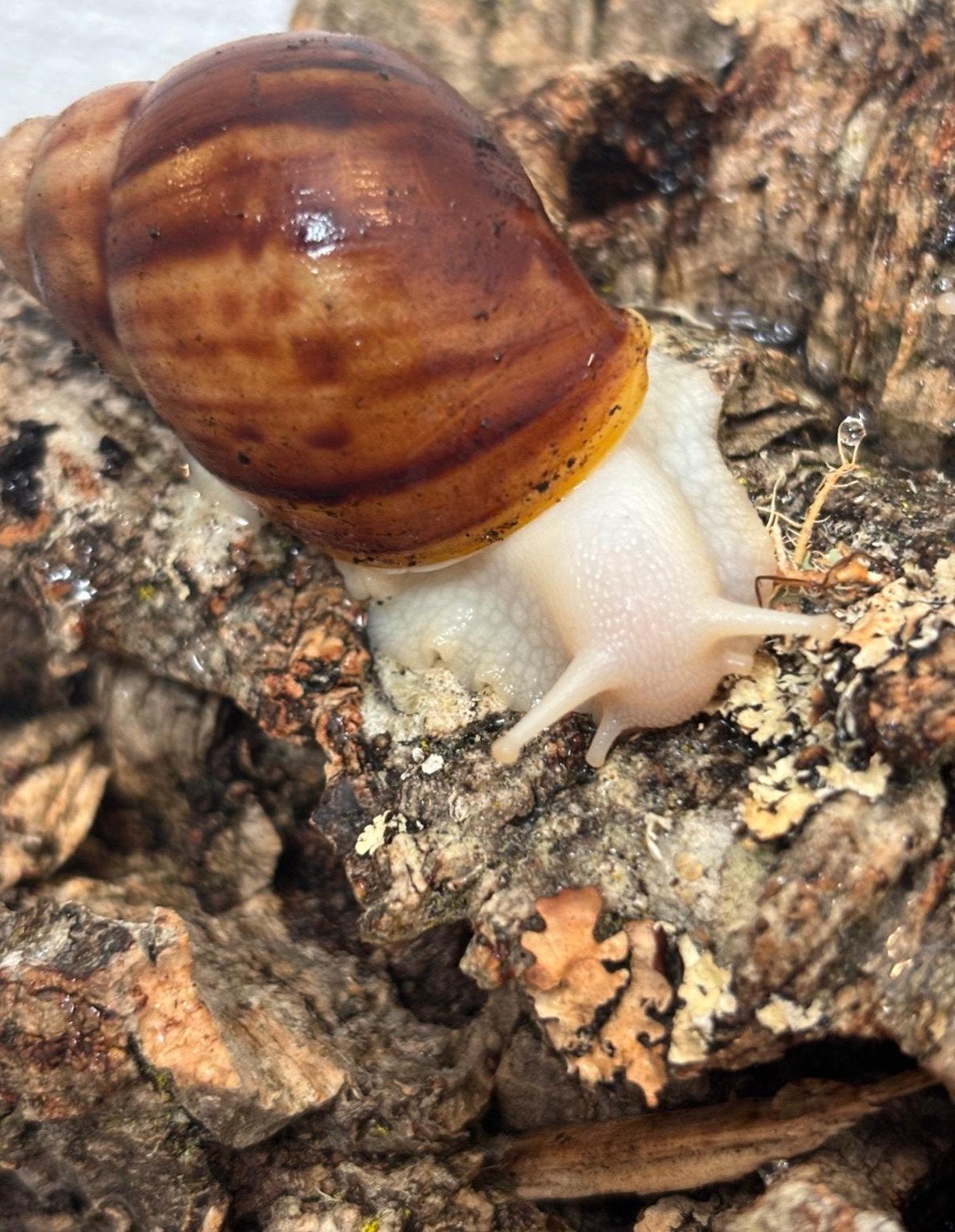 agaatslak - achatina fulica ALBINO, Januari, Meerdere dieren