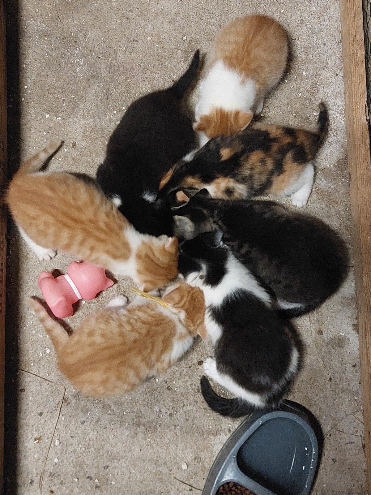 lieve boerderijkittens zoeken een nieuw huisje