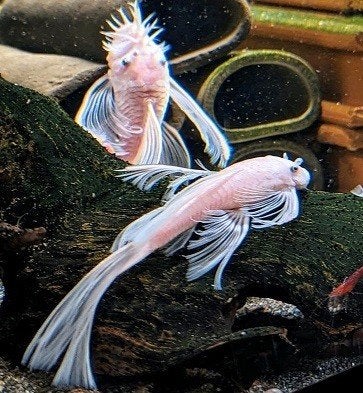 Ancistrus snow white long vin 3-3,5 cm!!!, Vis, Zoetwatervis
