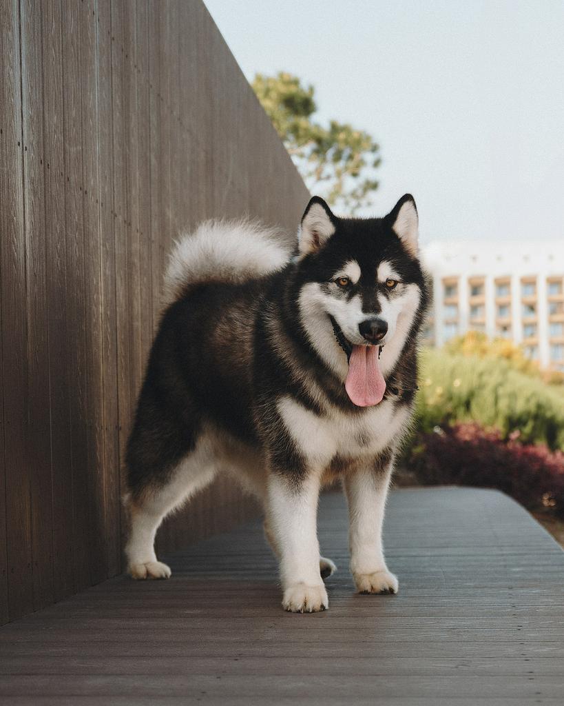 Coco, Dieren en Toebehoren, Honden | Poolhonden, Keeshonden en Oertypen, 6 jaar of ouder, Particulier, Teef, Poolhond