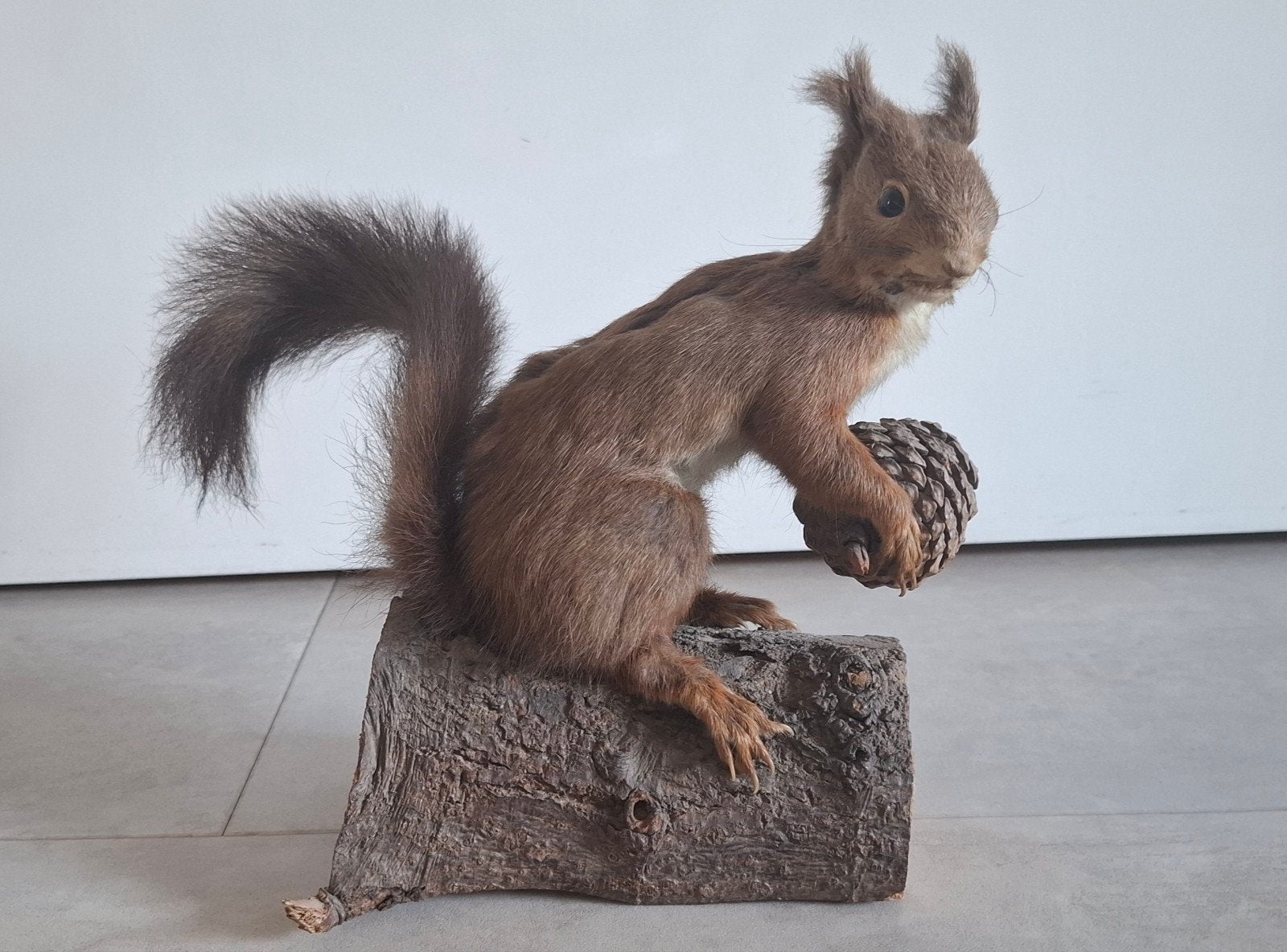 Opgezette eekhoorn met dennenappel op houten sokkel, Ophalen of Verzenden, Zo goed als nieuw, Wild dier, Opgezet dier