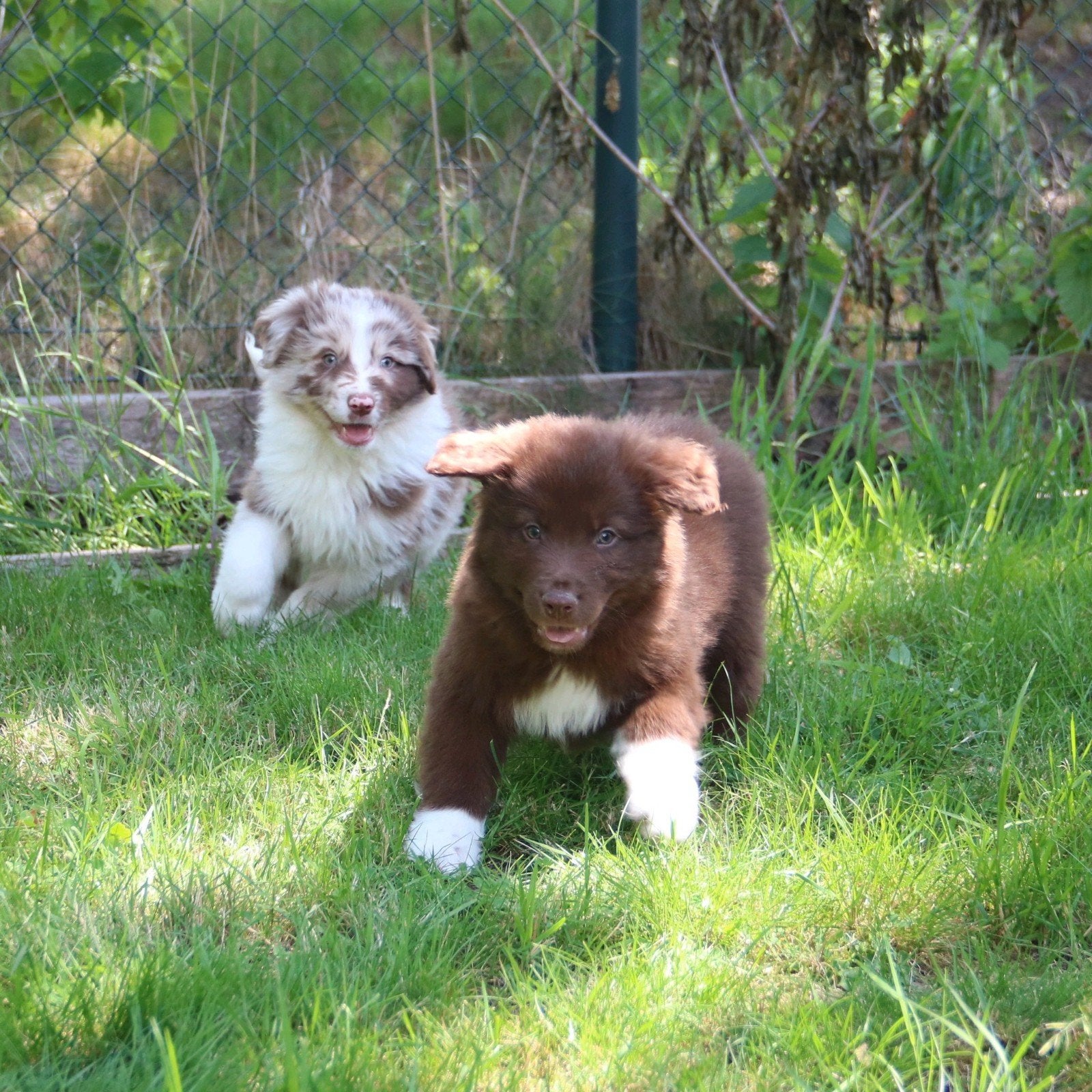 Australian sheperd pups, mogen het nest verlaten, Reu, 8 tot 15 weken, Meerdere, Herder