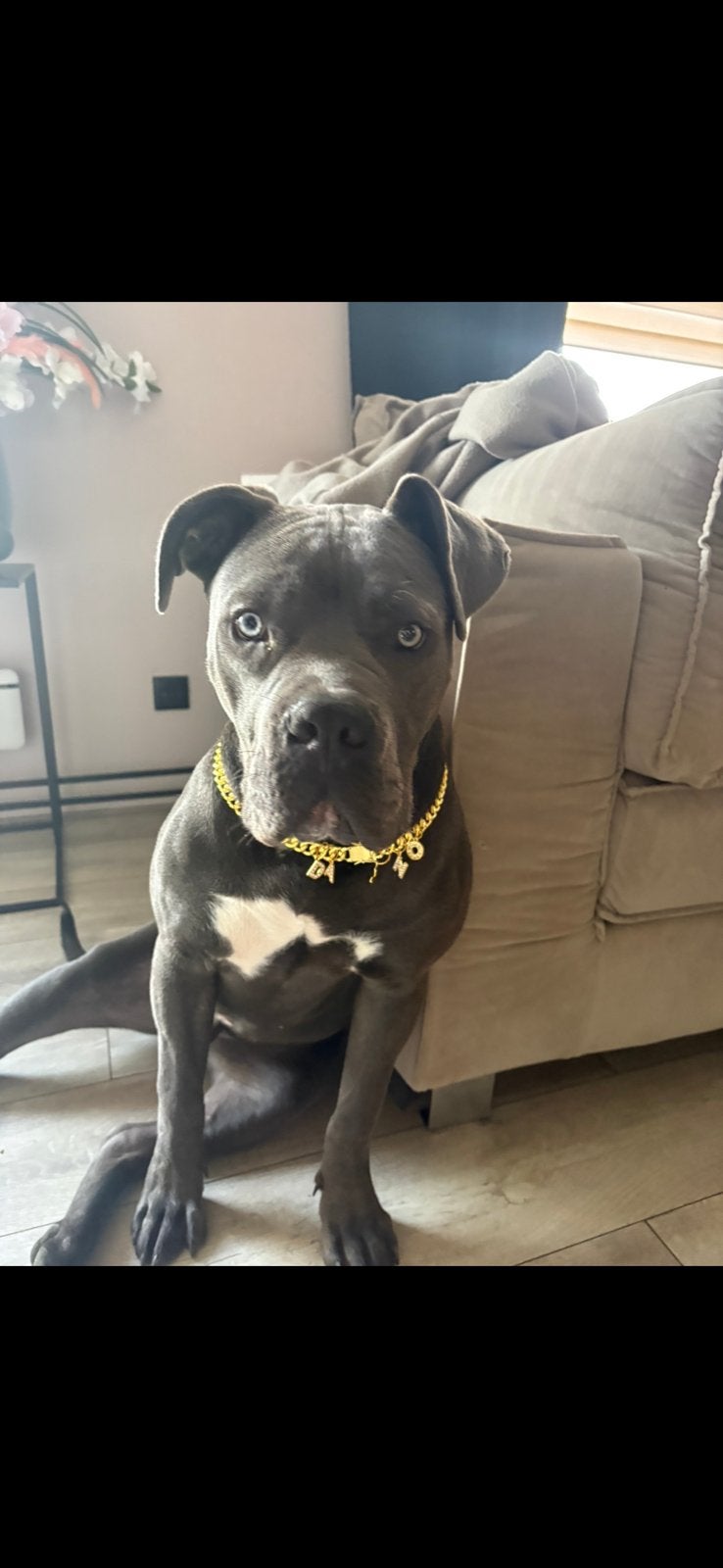 Dekreu cane corso x bully xl, Ophalen of Verzenden