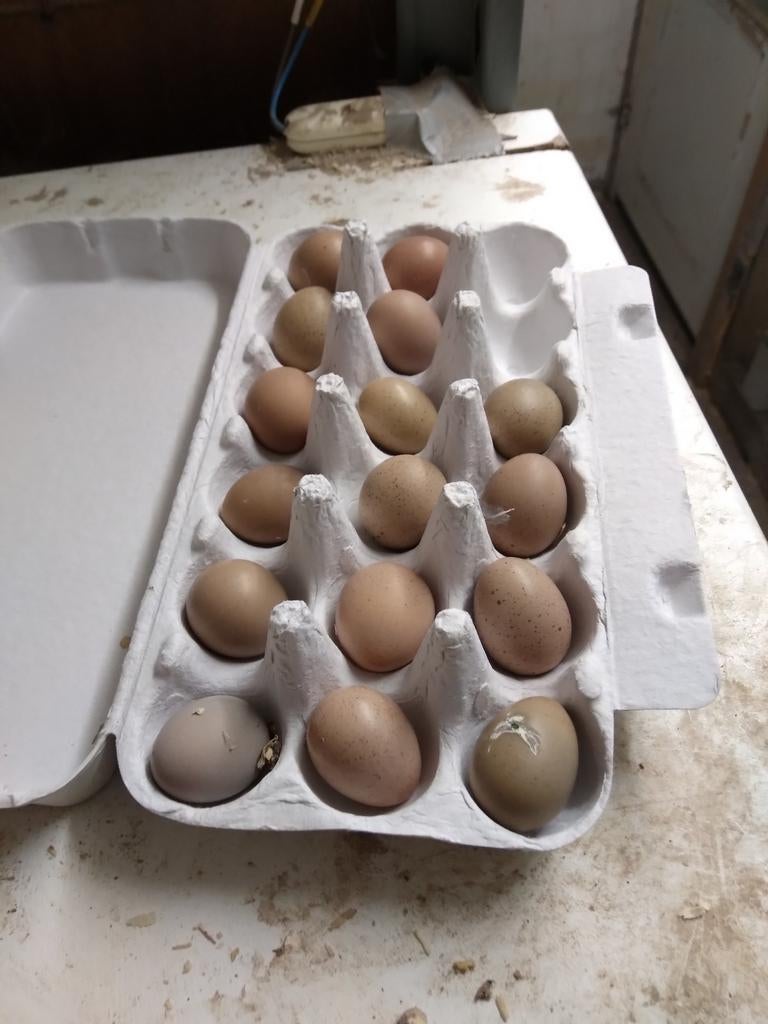 Broedeitjes Chinense dwergkwartels, Dieren en Toebehoren, Geslacht onbekend, Overige soorten