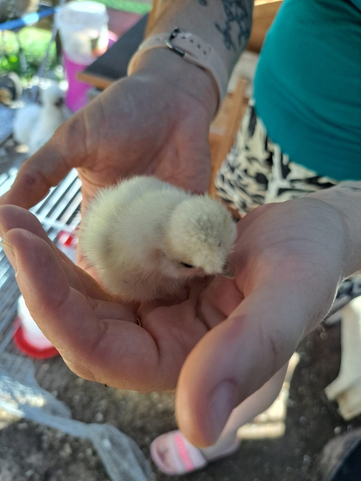🐣Onze eerste USA Zijdehoen-kuikens zijn er!🐥, Dieren en Toebehoren, Pluimvee, Geslacht onbekend, Kip
