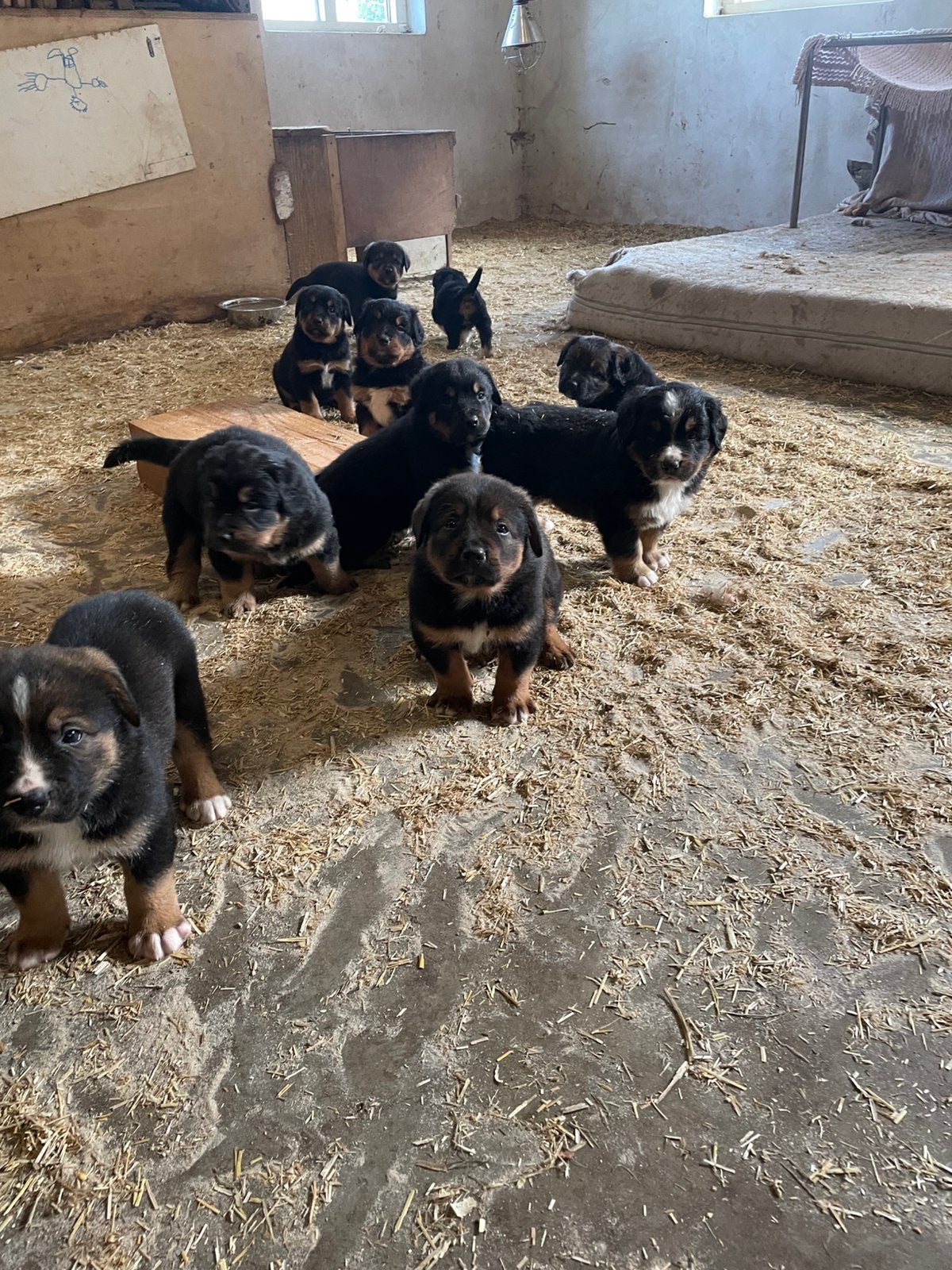 Bernersennen x hollandse herder pups., Dieren en Toebehoren, 8 tot 15 weken, Groot, Meerdere, Meerdere dieren