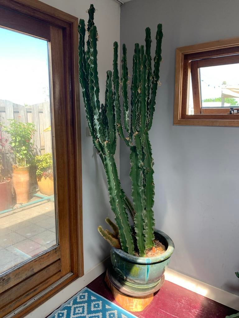 XXL Euphorbia Ingens Cactus - Prachtige Kamerplant, Ophalen, 150 tot 200 cm, In pot, Cactus