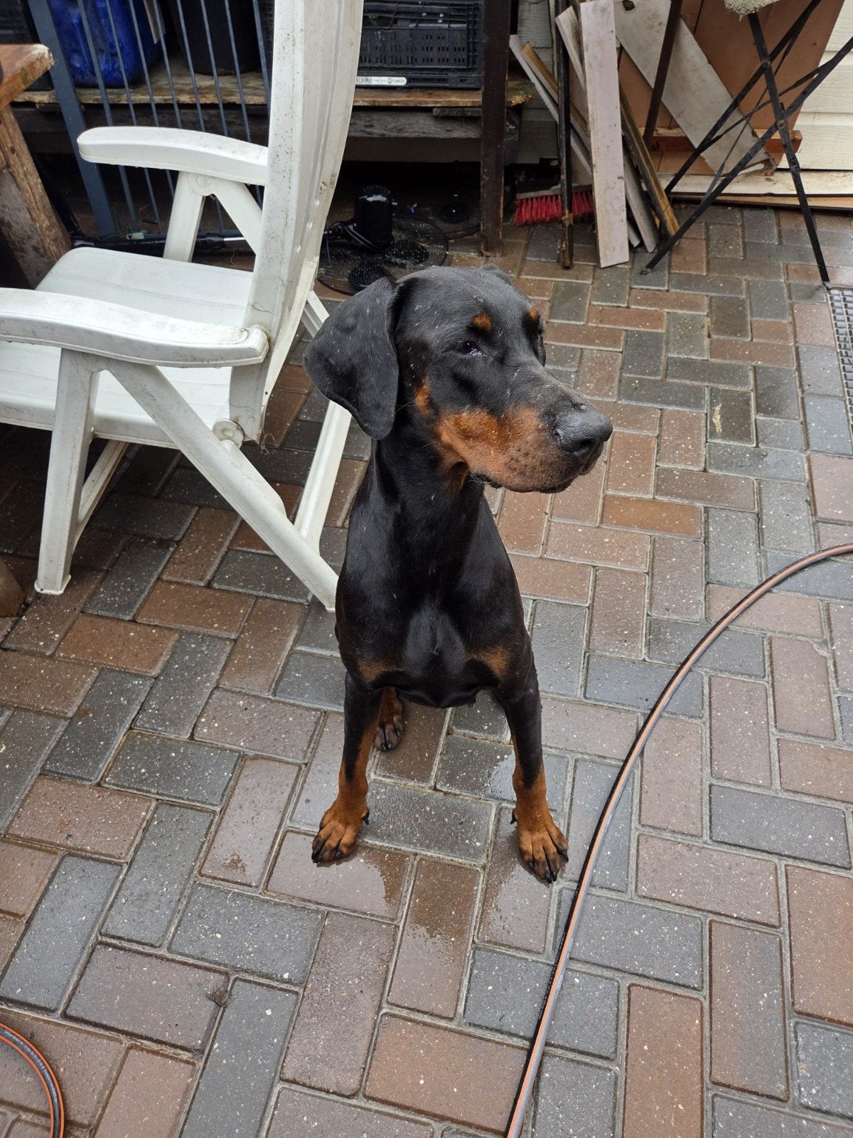 Te koop Doberman teefje, Dieren en Toebehoren, Overige rassen, Teef, Meerdere, CDV (hondenziekte)