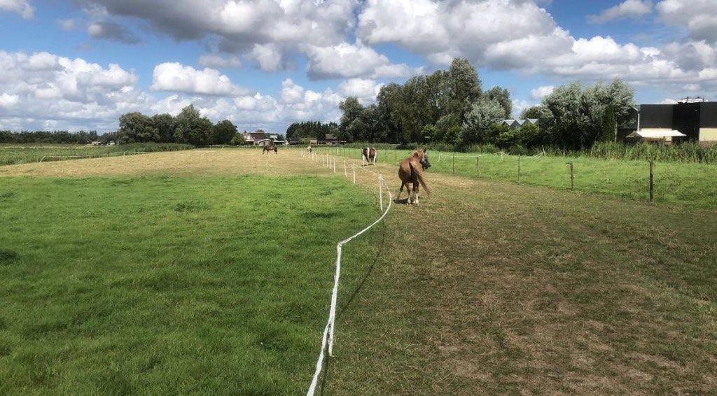 Weidegang stalling Albrandswaard, Dieren en Toebehoren, Stalling en Weidegang, Weidegang, 1 paard of pony