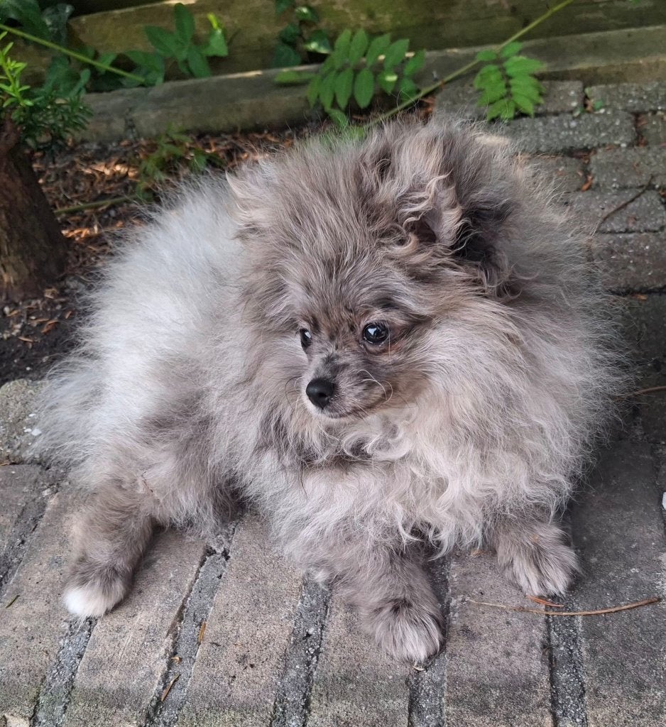 Pomeriaan, Particulier, Keeshond, 15 weken tot 1 jaar, Buitenland