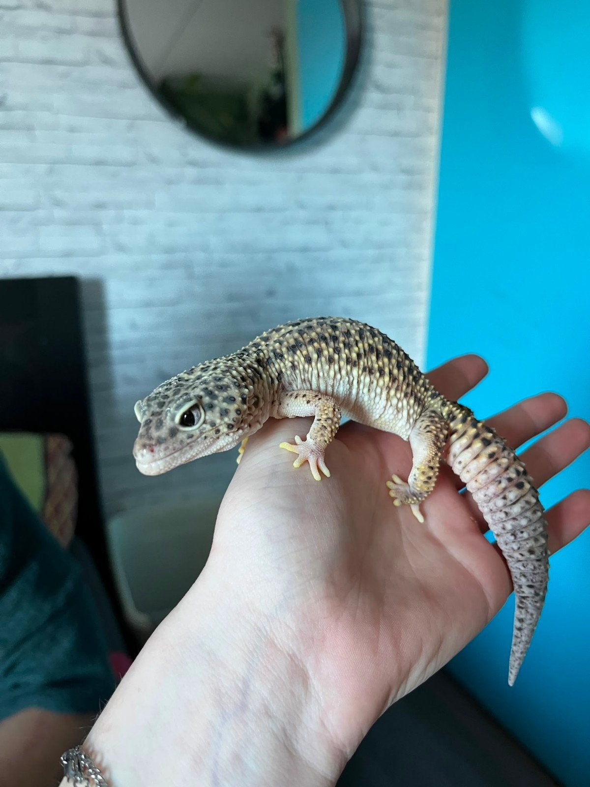 luipaardgekko's met terrariums, Dieren en Toebehoren, Reptielen en Amfibieën, Hagedis, Met terrarium, 3 tot 6 jaar