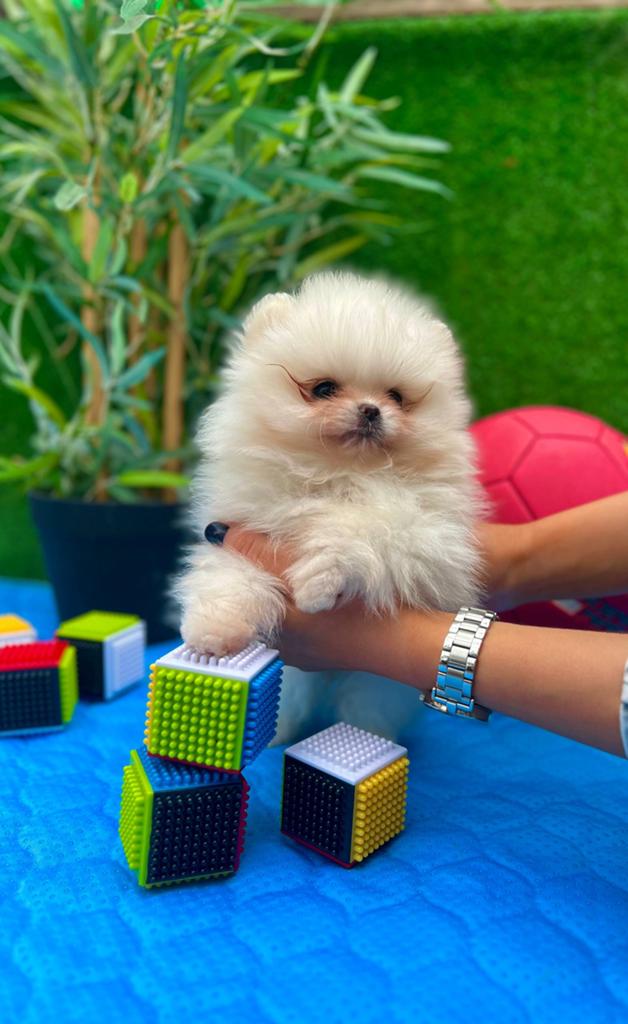 Pomeranian dwergkeesjes te koop (2 meisjes & 1 jongen), 8 tot 15 weken, Parvo, Eén hond, Nederland