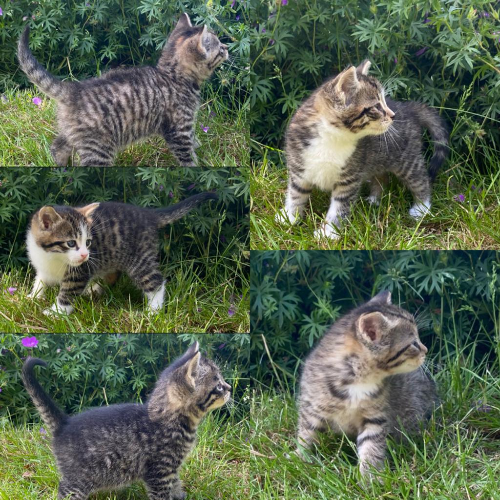 Super lieve kittens, Dieren en Toebehoren, Katten en Kittens | Overige Katten, Meerdere dieren, Kortharig, 0 tot 2 jaar