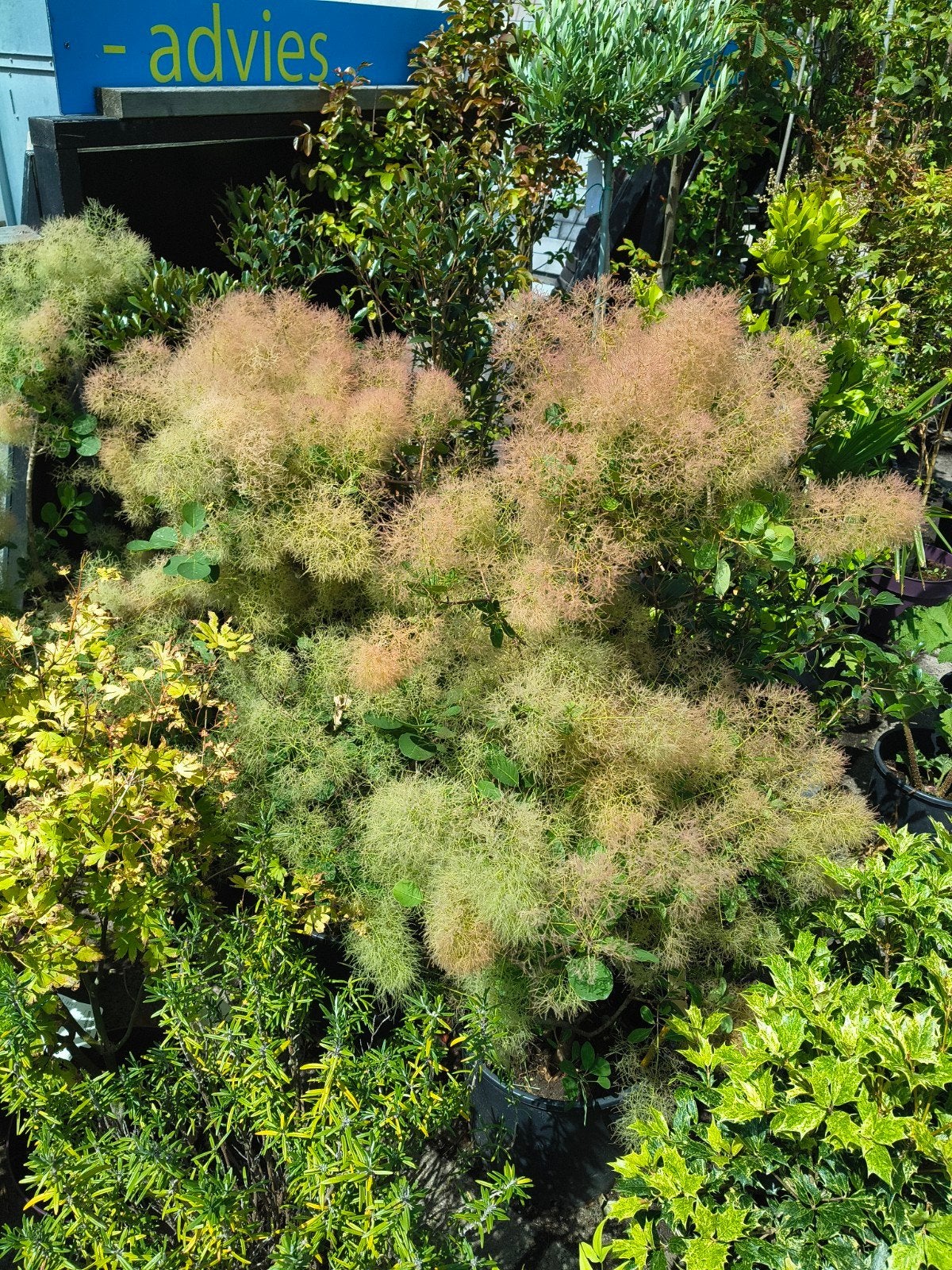 Cotinus coggygria 'Young Lady', pruikenboom, Overige soorten, Minder dan 100 cm, Zomer, Ophalen