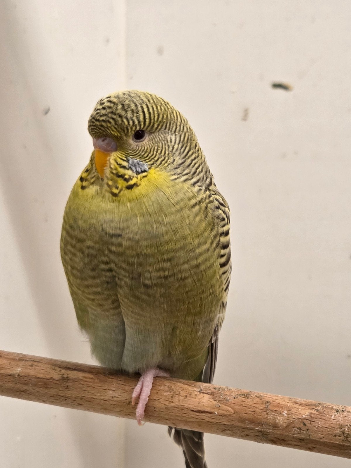 1-0 blackface dun fallow, Dieren en Toebehoren