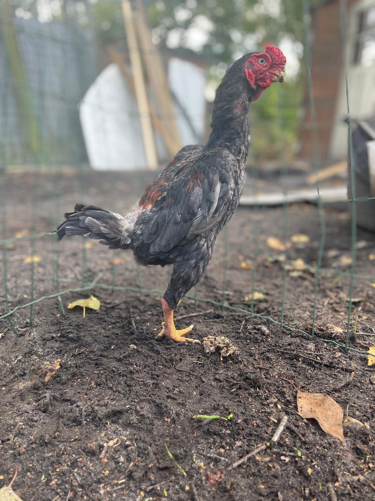 Mooi stel ko shamo hand mak, Dieren en Toebehoren, Meerdere dieren, Kip