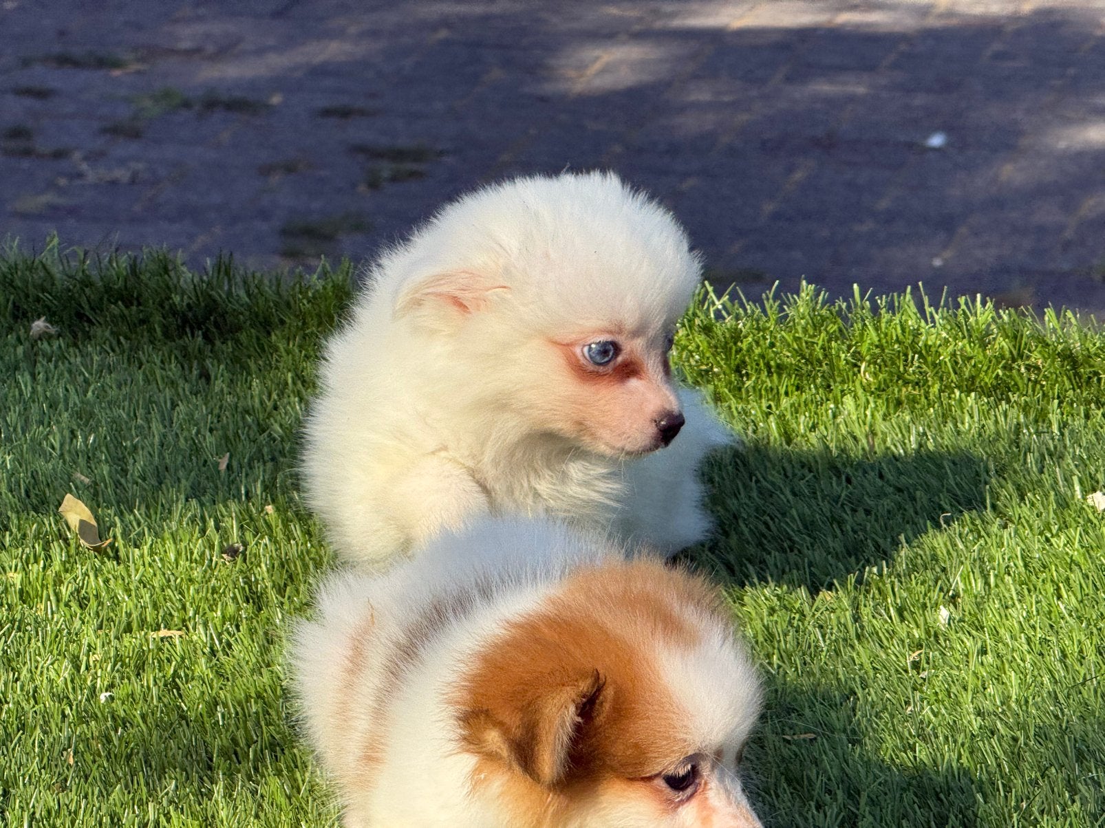 Hele mooie dwerg kees keeshond pups, Dieren en Toebehoren, Parvo, Nederland, Overige rassen, 8 tot 15 weken
