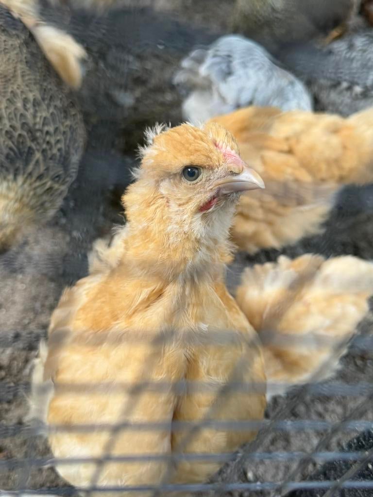 Orpington Buff hennen te koop, Dieren en Toebehoren, Pluimvee, Vrouwelijk, Kip