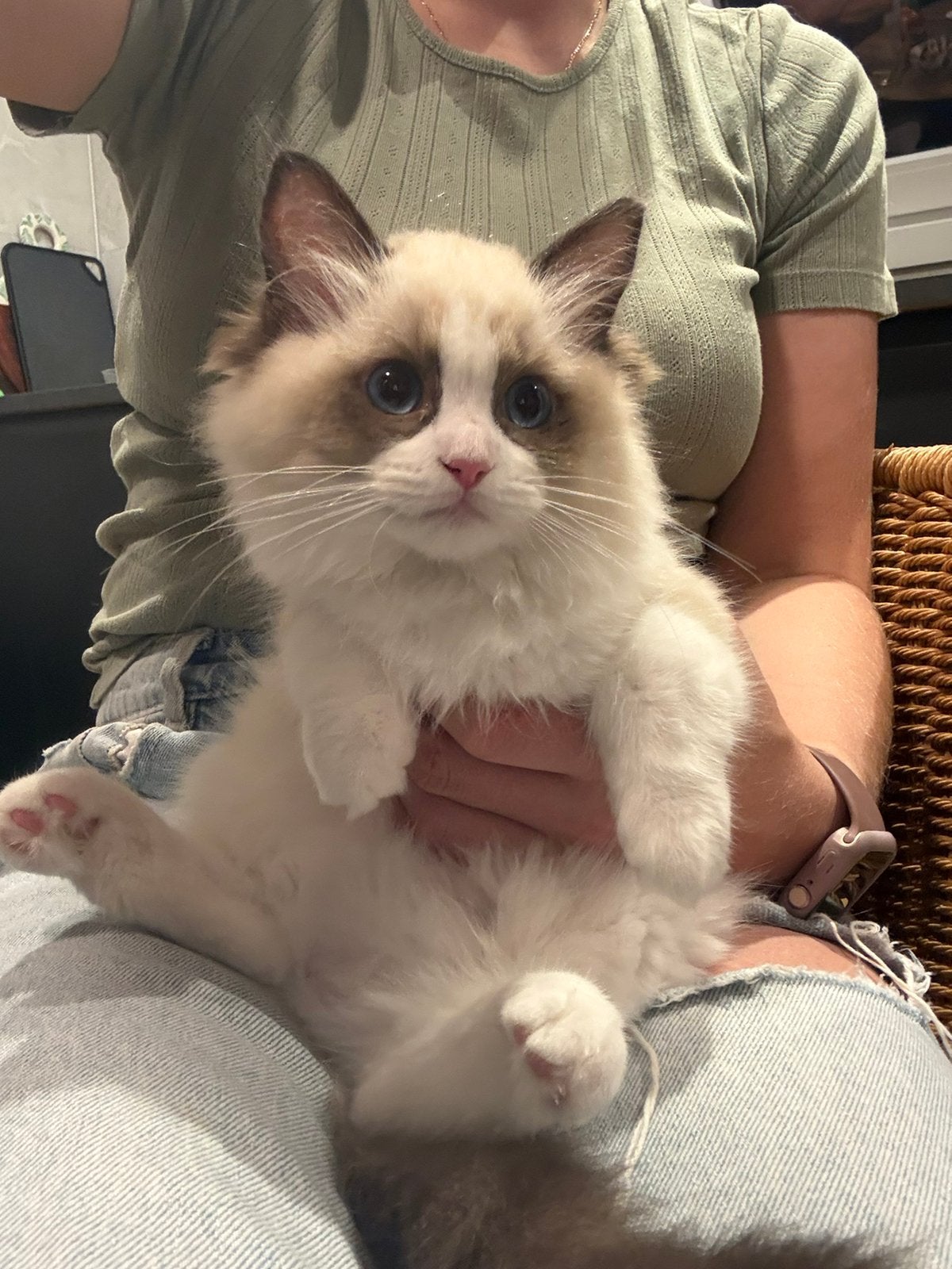 Prachtige Ragdoll fokkatten beschikbaar – Daphnie, Poes