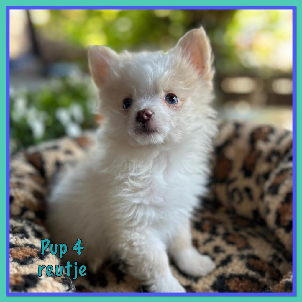Pomchi pup 4 reutje 🐾💙 puppy pomeriaan x chihuahua, Dieren en Toebehoren, Reu, 8 tot 15 weken, Parvo, Eén hond