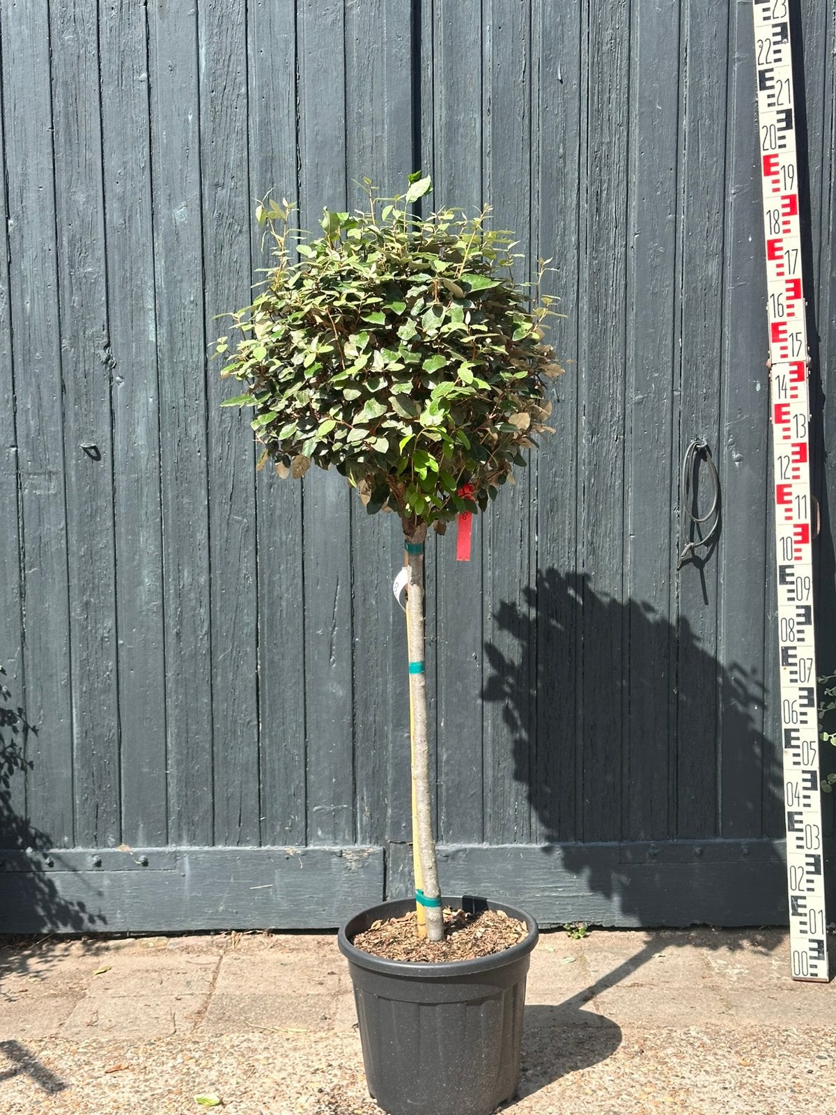 Elaeagnus ebbingei (olijfwilg op stam, bolvorm), Tuin en Terras, Planten | Bomen, Ophalen, Zomer, Volle zon, 100 tot 250 cm