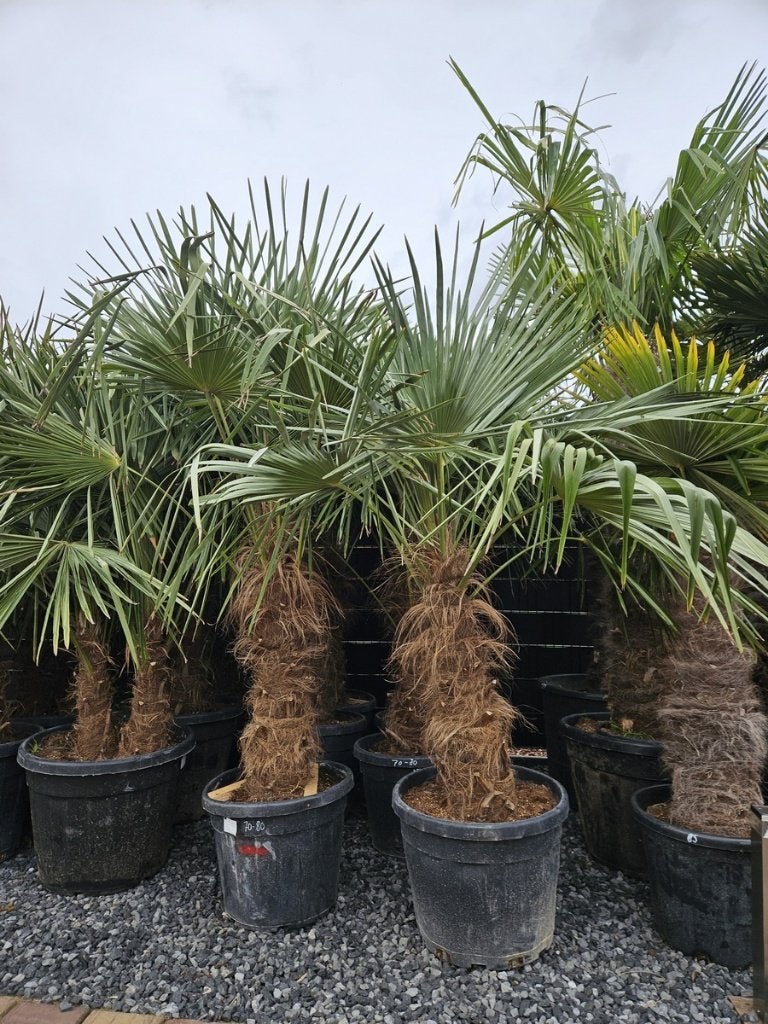 WINTERHARDE TRACHYCARPUS FORTUNEI EN WAGNERIANUS PALMBOMEN., Tuin en Terras, In pot, Halfschaduw, Ophalen of Verzenden, 100 tot 250 cm