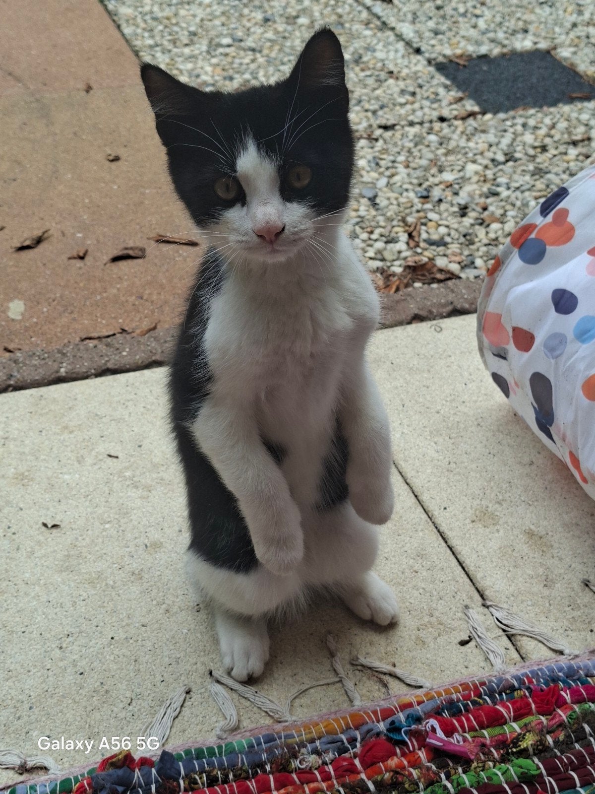 Tekoop: Maine coon × Siberische😍( korthaar) kittens 🤩😻😹, Meerdere dieren