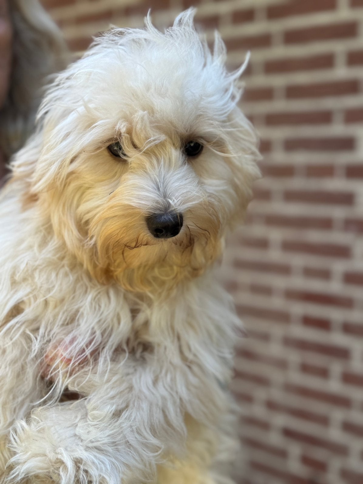 Lieve zindelijke puber pups Maltipoo en Boomer, Poedel, Parvo, Nederland, 8 tot 15 weken