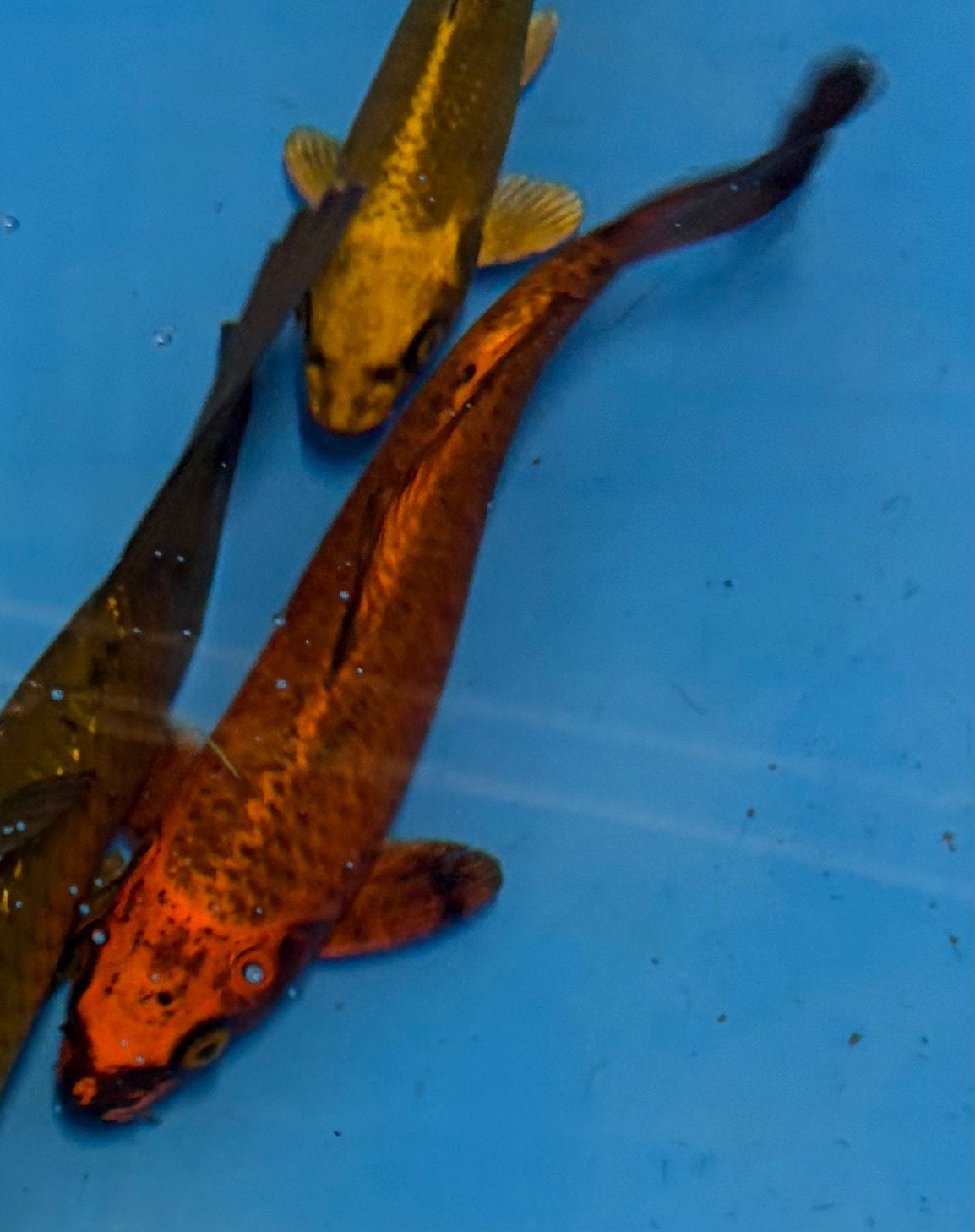 Kin Matsuba | Japanse koi, Karper of Koi