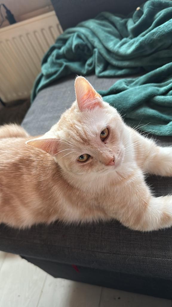 Mooie kitten katertje, Dieren en Toebehoren, Katten en Kittens | Overige Katten, Kater, Kortharig, 0 tot 2 jaar