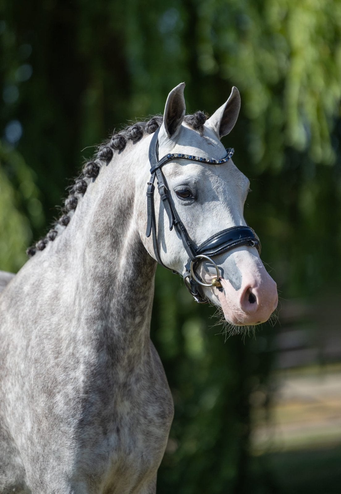 4-jarige D-pony merrie | 1.42 m | Davinci du Bois, Merrie, Met stamboom, Dressuurpony, Zadelmak