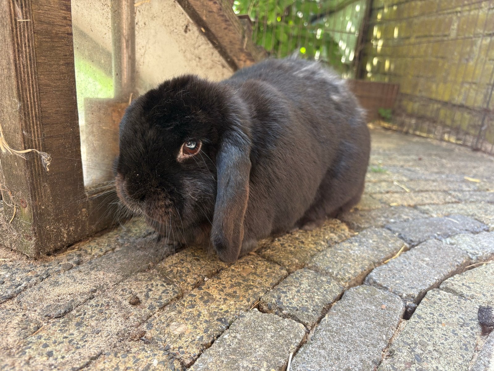 Lief konijn Bettie zoekt maatje en nieuw huis, Vrouwelijk, Dwerg, Hangoor, 3 tot 5 jaar