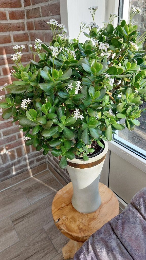 Crassula of Geldboom, Ophalen, Vetplant, In pot, Minder dan 100 cm